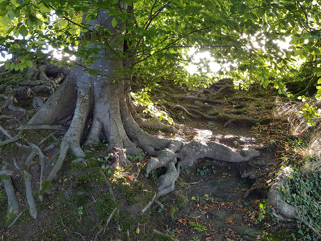 Wurzelwerk einer alten Buche