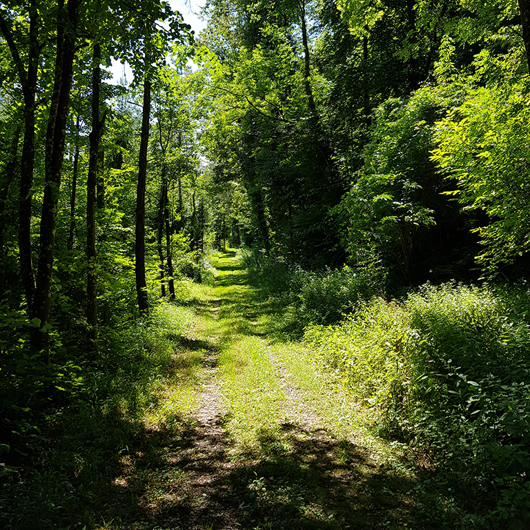 Sonnenbeschienener Waldweg im Sommer