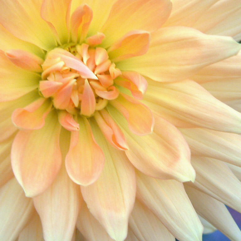 Dahlie, mit Farbspektrum von Zartgelb bis Hellorange