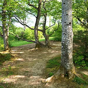 Birken und Hagebuchen 