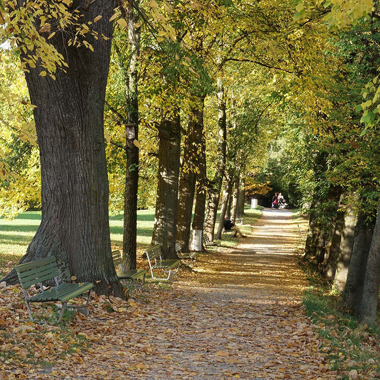 Baumallee im Rieterpark Zürich